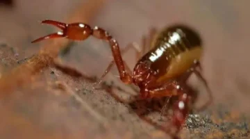 توقعات برج العقرب.. نصائح مهنية وصحية مهمة لمواليد العشرية الأولى يوم الأحد 8 فبراير